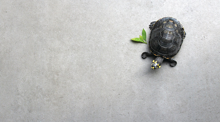 The Lucca Collection